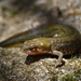 Italian Newt - Photo (c) Alfio Cacace, all rights reserved, uploaded by Alfio Cacace