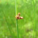 Common Three-square Bulrush - Photo (c) Stella OLeary, all rights reserved, uploaded by Stella OLeary