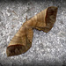 Privet Monkey Moth - Photo (c) 江仲民, all rights reserved, uploaded by 江仲民