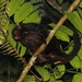 Black Flying Squirrel - Photo (c) john lenagan, all rights reserved, uploaded by john lenagan