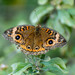 Mariposa Ojos de Venado de Litoral - Photo (c) Jay Bird, todos los derechos reservados