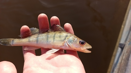 Volga Pikeperch