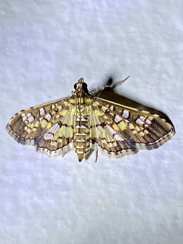 Stained-glass Moth