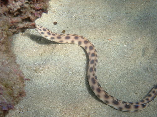 Tiger Snake Eel