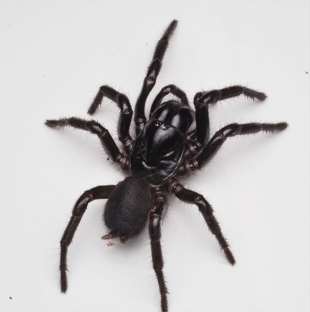 Australian funnel-web spider - Wikipedia