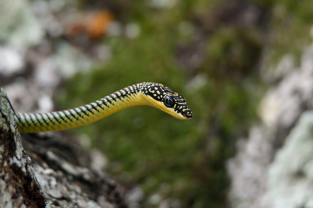 Paradise Flying Snake from Pasir Ris, Singapore on May 27, 2021 at 11: ...