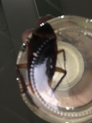 Periplaneta australasiae image