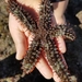 Estrella de Mar Arcoiris - Photo (c) Jason Coleman, todos los derechos reservados, subido por Jason Coleman