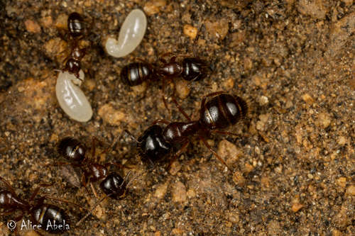 Camponotus johnsoniCamponotus johnsoni
