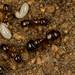 Johnson's Carpenter Ant - Photo (c) Alice Abela, all rights reserved