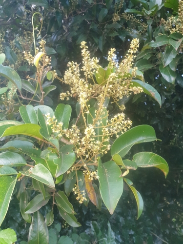 Mischocarpus pyriformis (F.Muell.) Radlk.