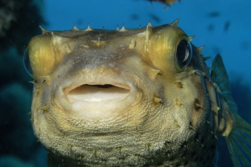 Spotbase Burrfish — seen at this dive site