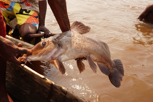 Giraffe catfish