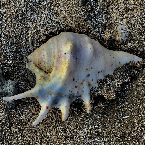 Common Spider Conch