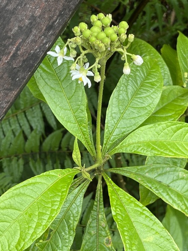 Solanum rugosum
