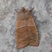 Morrison's Sallow - Photo (c) Michael King, all rights reserved, uploaded by Michael King