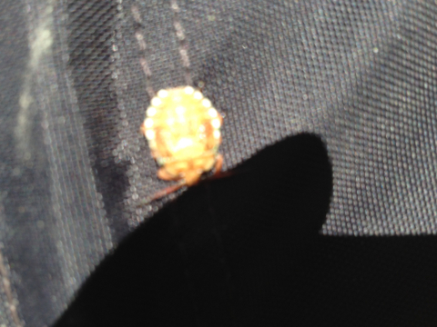 iNaturalist observation photo of Stink Bugs, Shield Bugs, and Allies