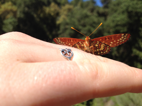 iNaturalist observation photo of Variable Checkerspot