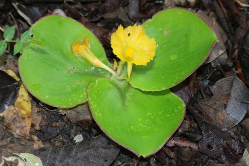 Costaceae image