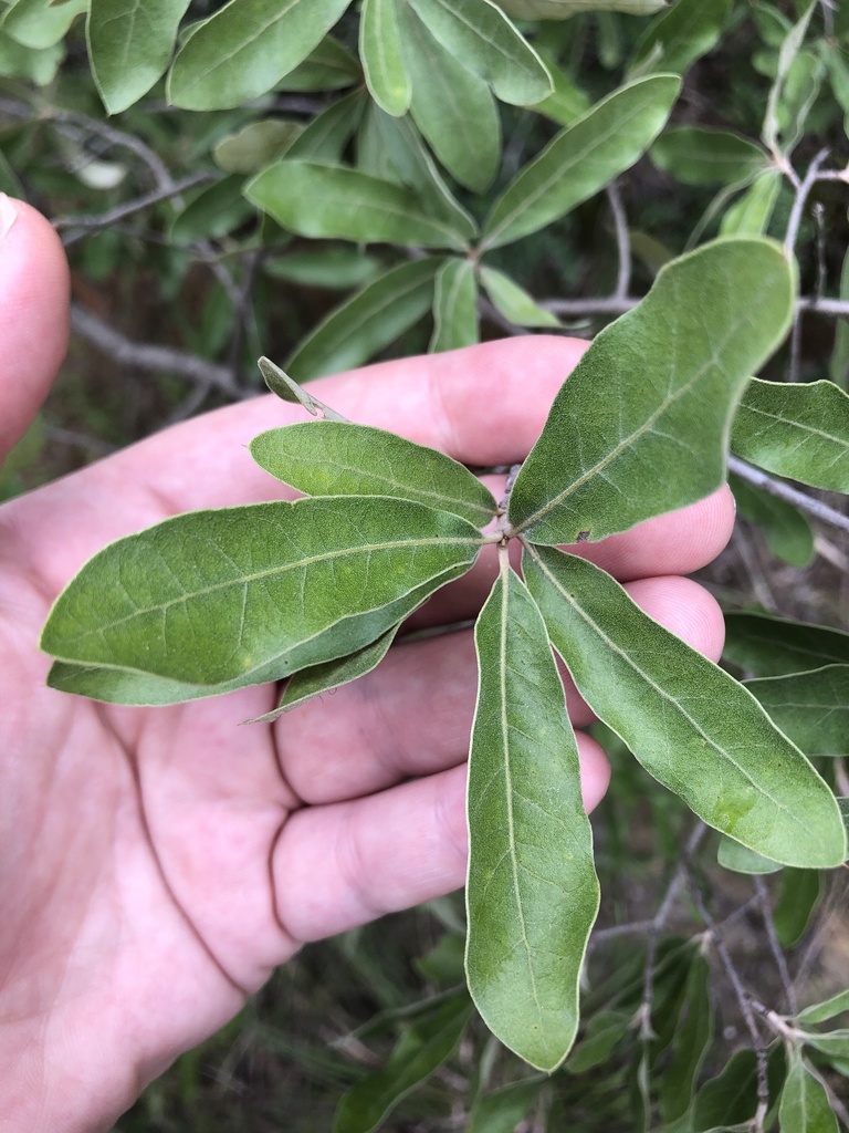 bluejack oak from Leesville, LA, US on May 24, 2021 at 12:40 PM by ...