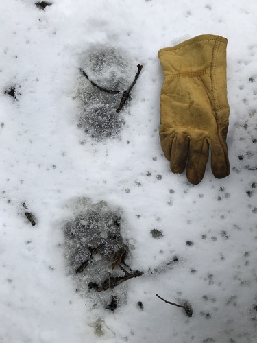 iNaturalist observation photo of American Black Bear