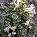 Sarcocapnos enneaphylla - Photo 由 Lurdes SAGQ 所上傳的 (c) Lurdes SAGQ，保留所有權利