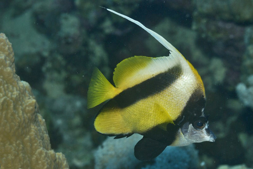 Red Sea Bannerfish