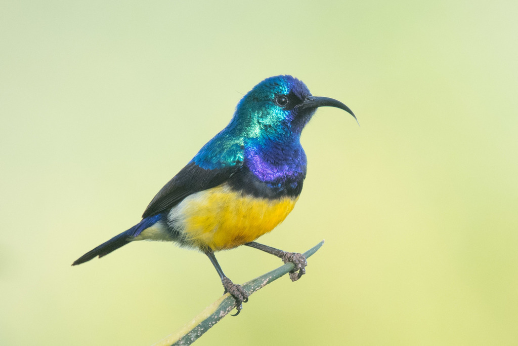 Variable Sunbird photo