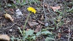 Taraxacum officinale image