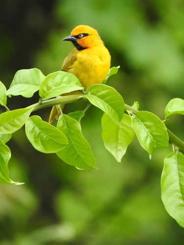 Spectacled Weaver