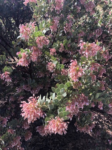 iNaturalist observation photo of California Pinkbract Manzanita