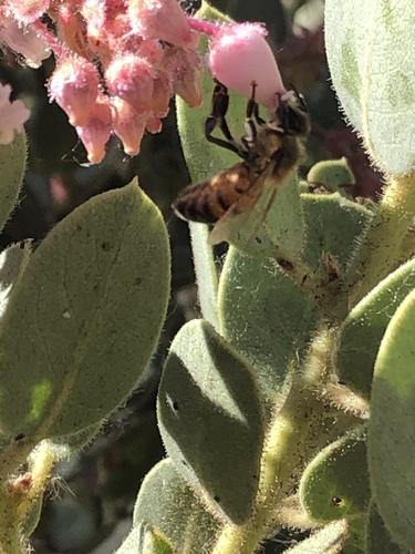 iNaturalist observation photo of Western Honey Bee