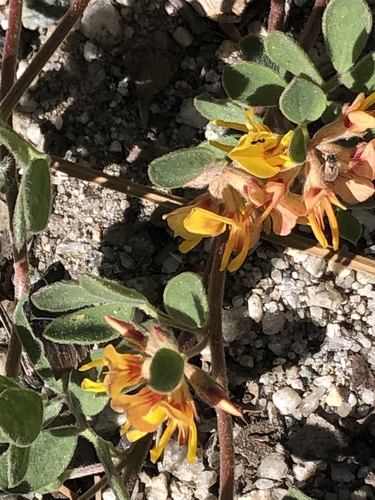 iNaturalist observation photo of Acmispon decumbens decumbens
