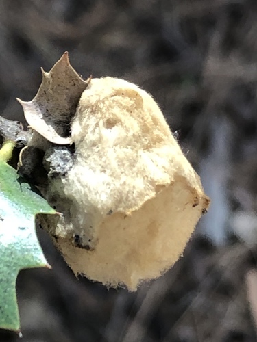 iNaturalist observation photo of Heteroecus