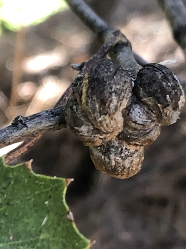 iNaturalist observation photo of Heteroecus