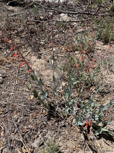 iNaturalist observation photo of Penstemon
