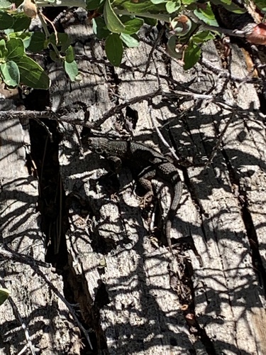 iNaturalist observation photo of Great Basin Fence Lizard