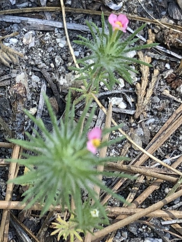 iNaturalist observation photo of Whiskerbrush