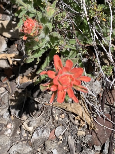 iNaturalist observation photo of Felt Paintbrush