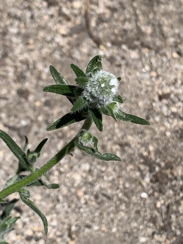 iNaturalist observation photo of Clearwater cryptantha