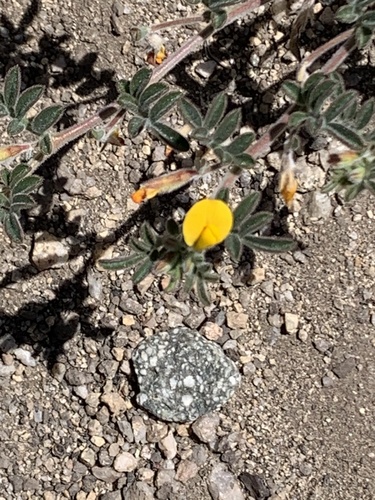 iNaturalist observation photo of strigose lotus