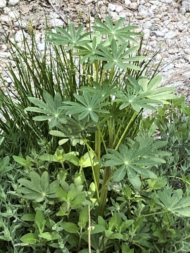 iNaturalist observation photo of Broadleaf Lupine