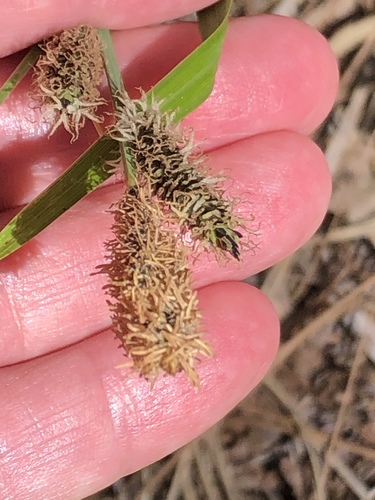 iNaturalist observation photo of Schott's sedge