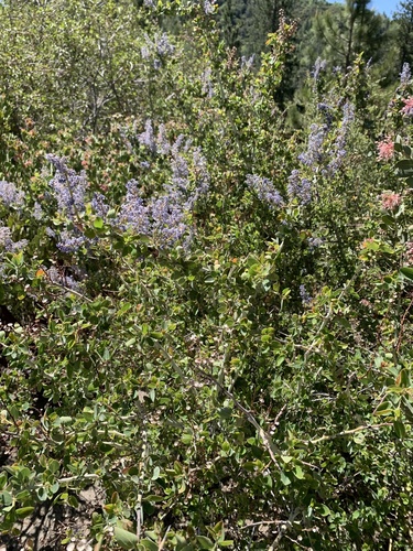 iNaturalist observation photo of chaparral whitethorn