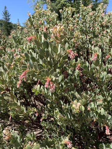 iNaturalist observation photo of California Pinkbract Manzanita