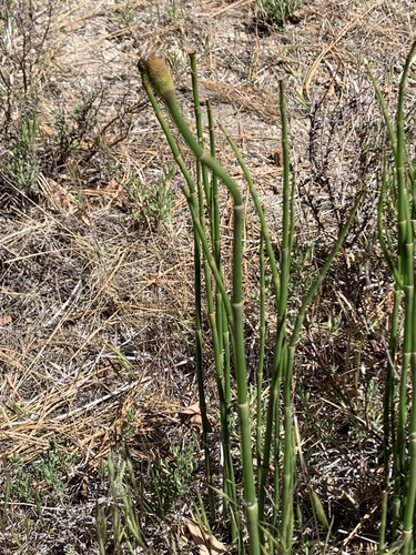 iNaturalist observation photo of horsetails