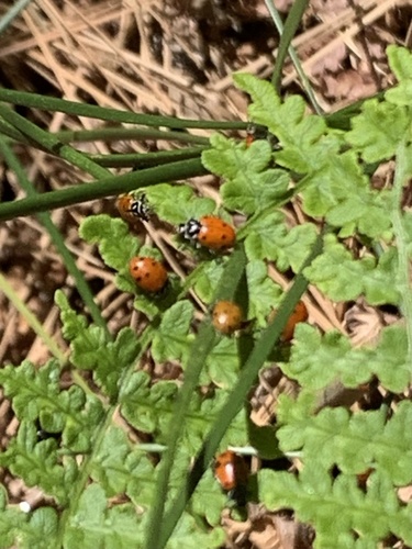 iNaturalist observation photo of Convergent Lady Beetle