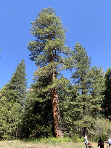 iNaturalist observation photo of Western Ponderosa Pine