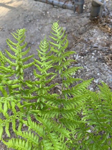 iNaturalist observation photo of Hairy brackenfern