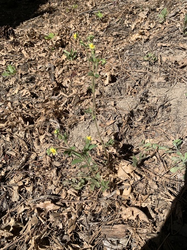 iNaturalist observation photo of strawberries, cinquefoils, and allies